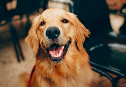 Sfrattano ipovedente per non avere il cane 